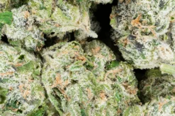 Alternative view of Exotic Smalls
