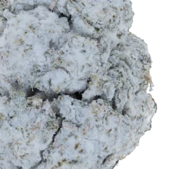 Alternative view of Snow Balls